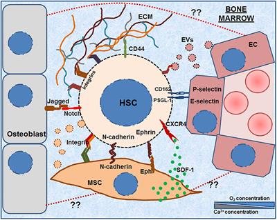 Physiological Cues Involved in the Regulation of Adhesion Mechanisms in Hematopoietic Stem Cell Fate Decision